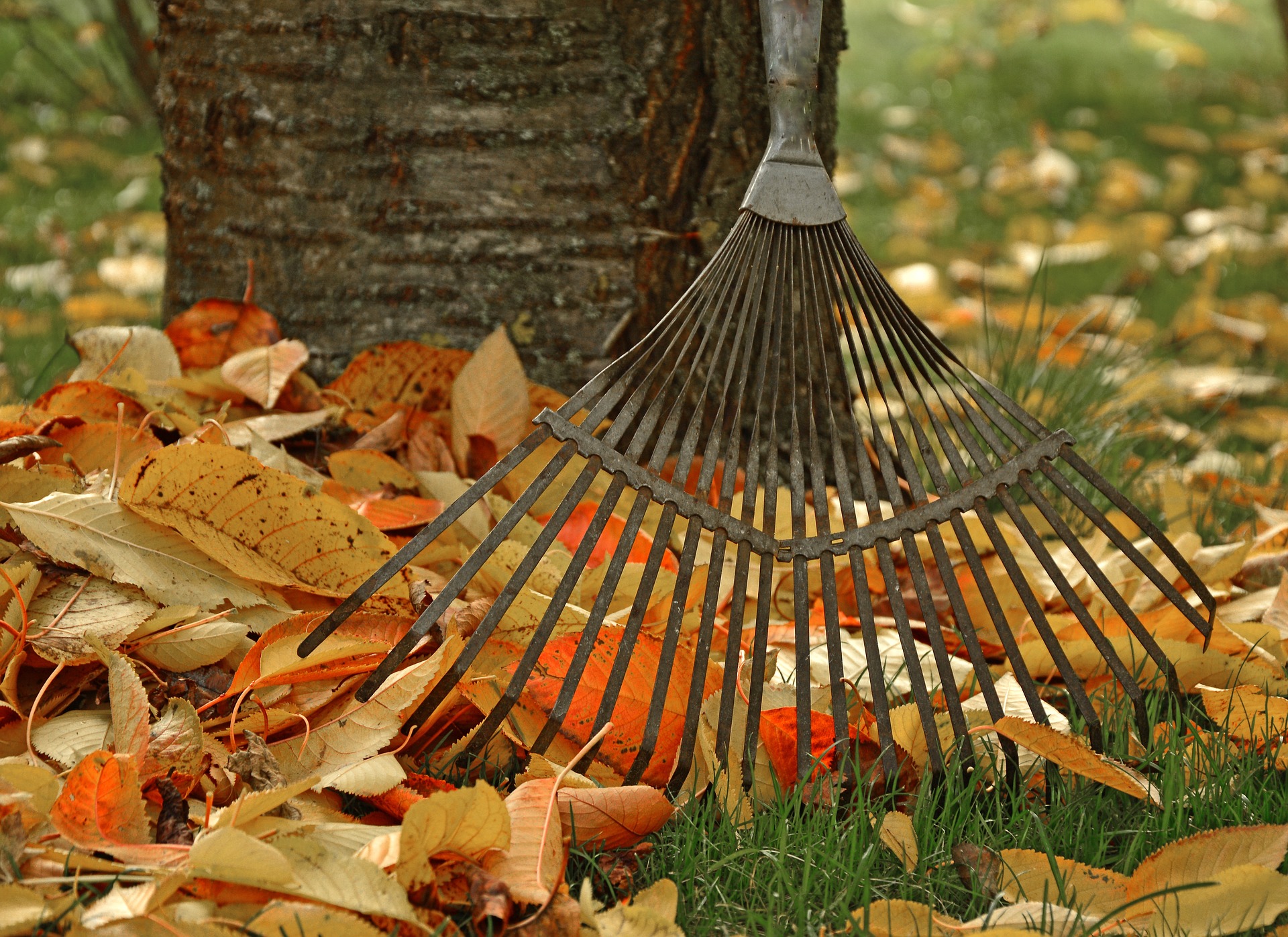 Gardening raking leaves